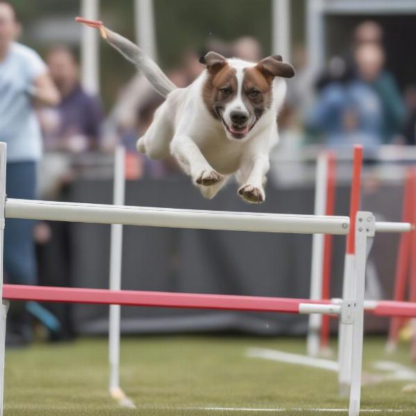 Dog jumping over hurdles in a flyball competition