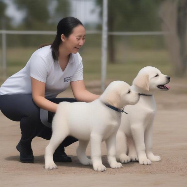 Giant Alabai Undergoing Obedience Training