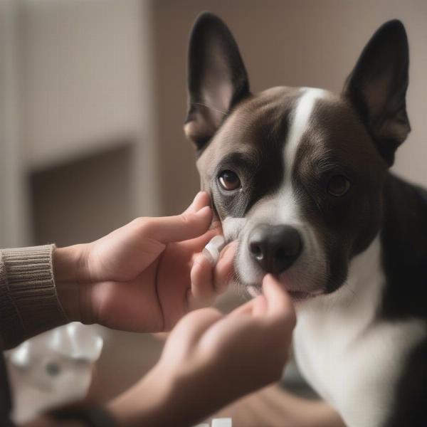 Giving Medication to a Dog