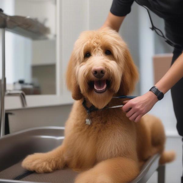 Goldendoodle Being Groomed