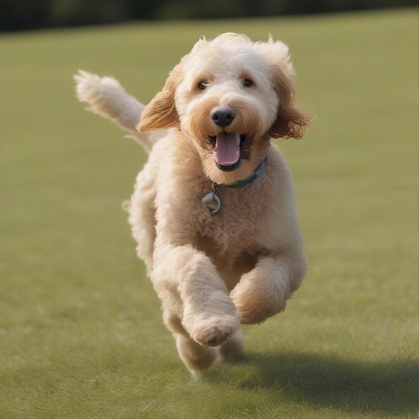 Goldendoodle Rescue Dog Playing in a Park