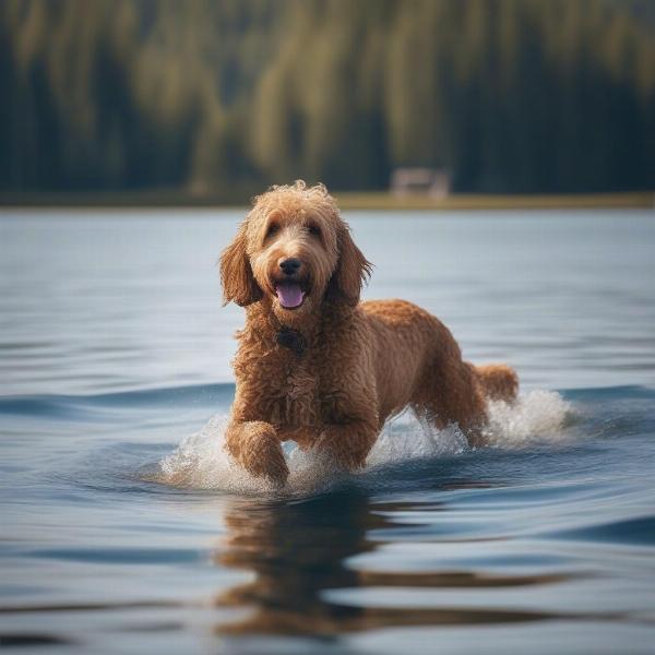 A goldendoodle swimming in the lake.