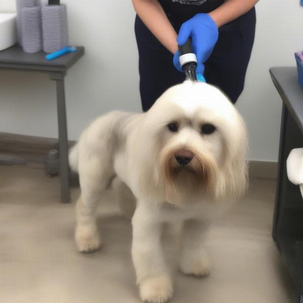 Grooming a Dog's Bum