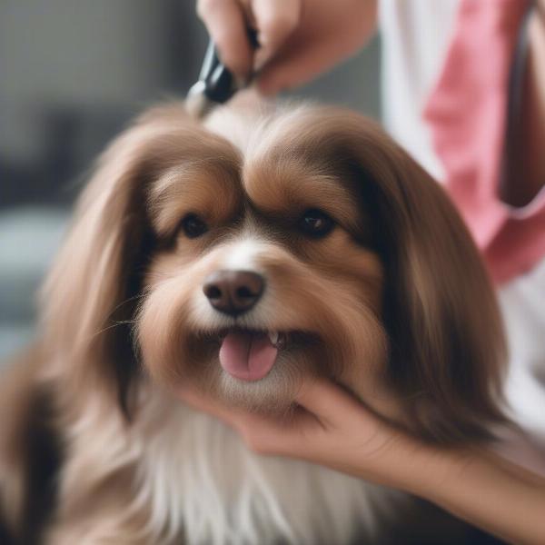 Essential Grooming Tips for Small Long-Haired Dogs