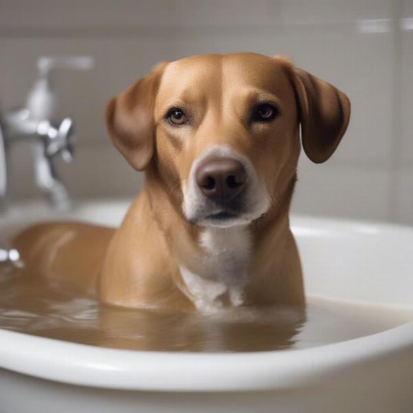 Happy Dog Being Washed