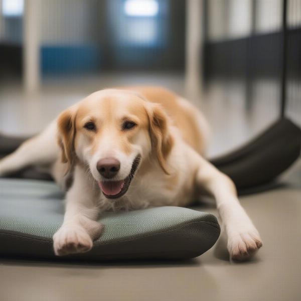 Happy Dog at Boarding in Raleigh