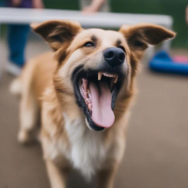 Happy Dog Playing at Port Moody Daycare