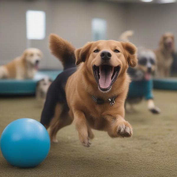 Happy Dog Playing at Dartmouth Daycare