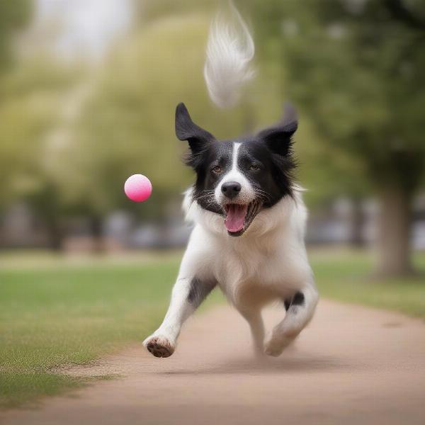 Happy, healthy dog playing outdoors