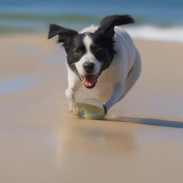 A dog playing fetch on Hayle beach