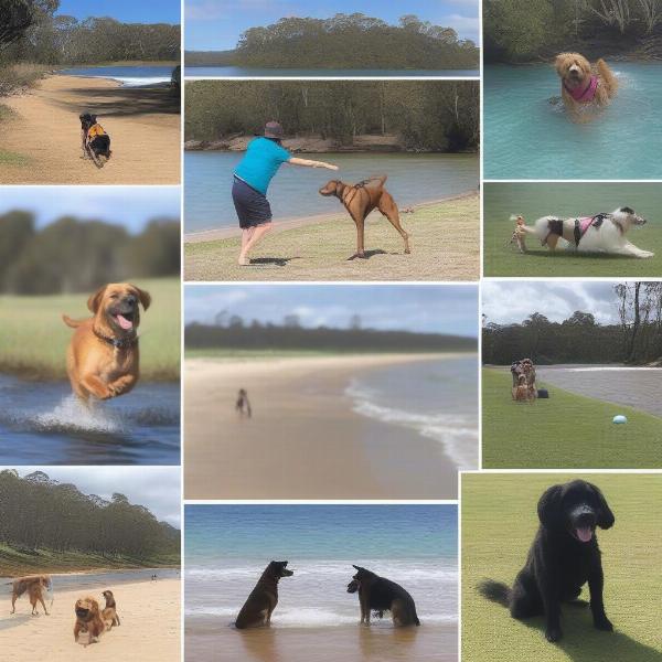 Dog-Friendly Activities in Northern NSW