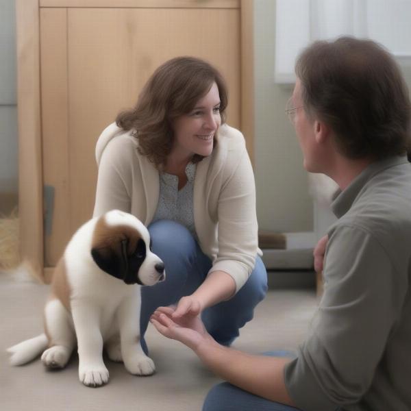 Asking questions to a St Bernard breeder