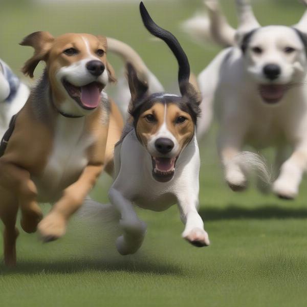 Hound dogs participating in a group lure coursing event