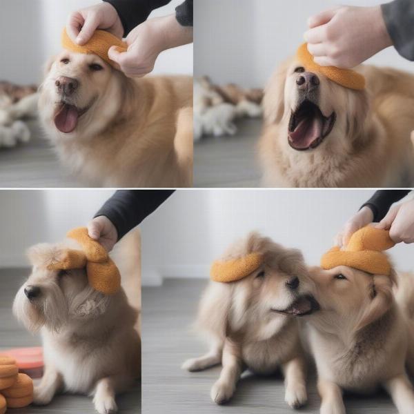 Training a dog to wear earmuffs