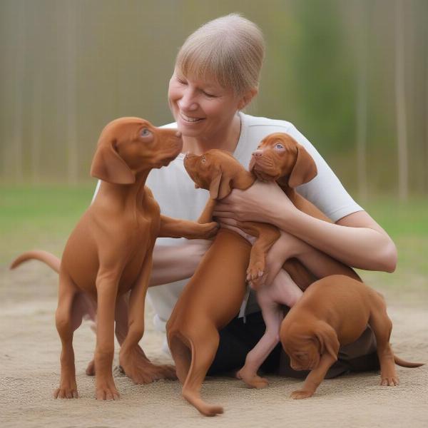 Hungarian Vizsla puppies with their breeder