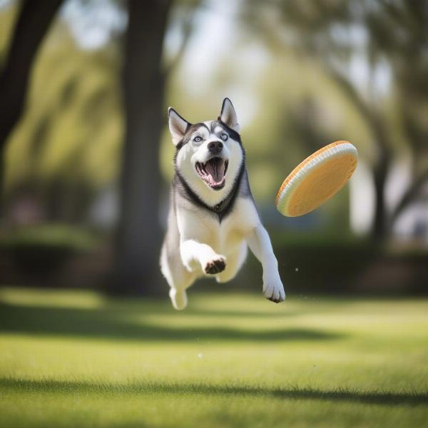 Chó Husky chơi frisbee