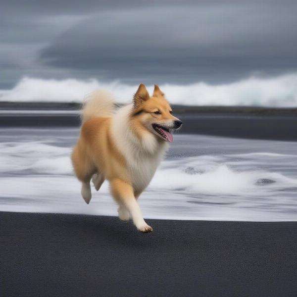 Icelandic dog running on a black sand beach