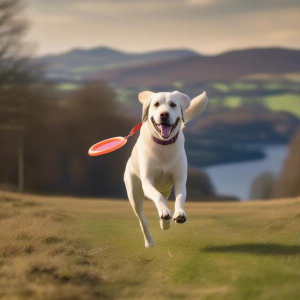 Dog enjoying a walk in a Keswick park