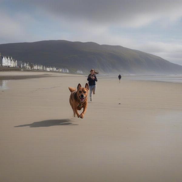 Exploring Barmouth with your dog