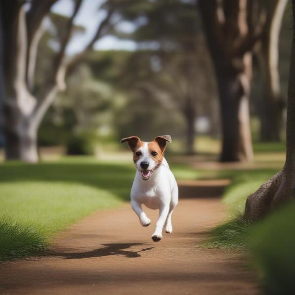 Dog playing in a park in Kiama