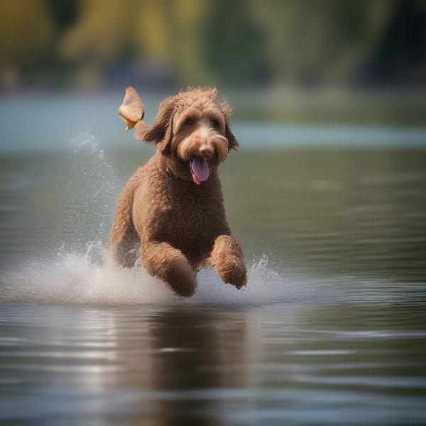 Labradoodle retrieving a duck from the water