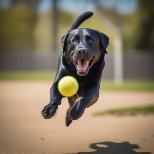 A Labrador Retriever stud dog playing fetch with a ball