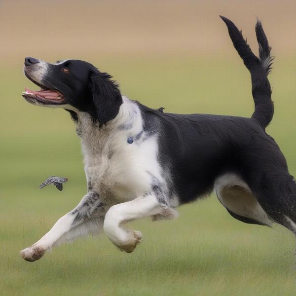 Large Munsterlander Hunting in Field