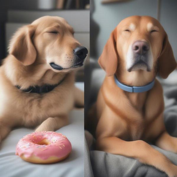 Benefits of a donut collar