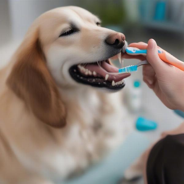 Low cost dog teeth cleaning at home: A dog getting its teeth brushed by its owner.