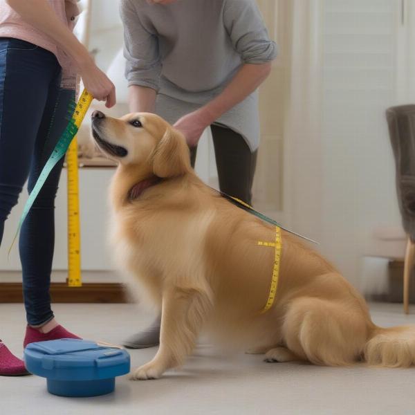 Measuring a Dog for a Coat