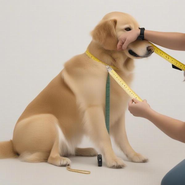 Measuring a Dog for a Harness