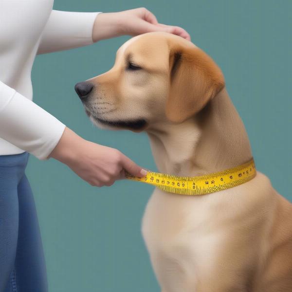 Measuring a Dog's Neck for a Collar