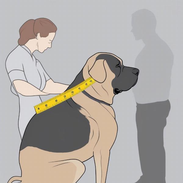 Measuring a Mastiff's Neck for a Collar