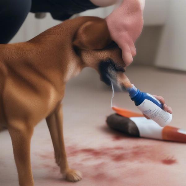 Miconazole spray being applied to a dog's skin infection