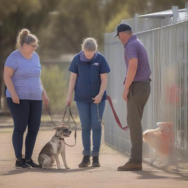 Meeting a Mildura Pound Dog