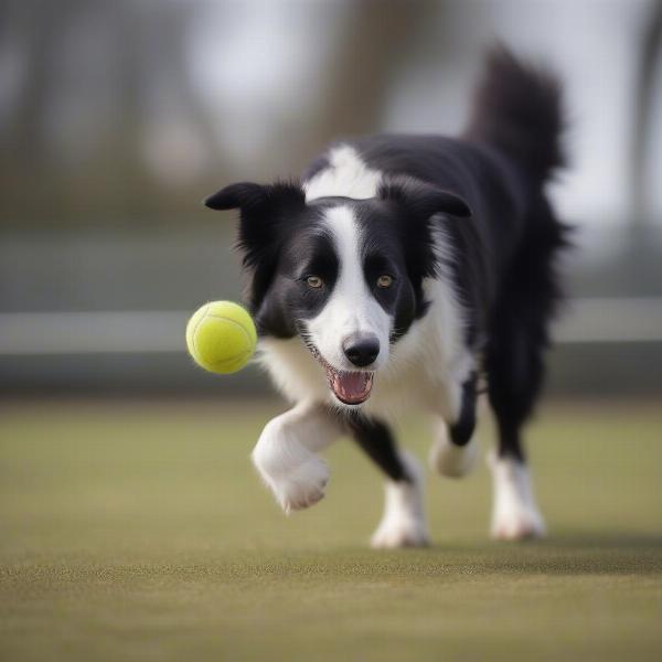 Mini Border Collie playing fetch