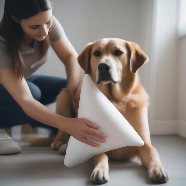 Monitoring Dog After Surgery