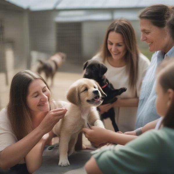 Buying a dog in Rockhampton