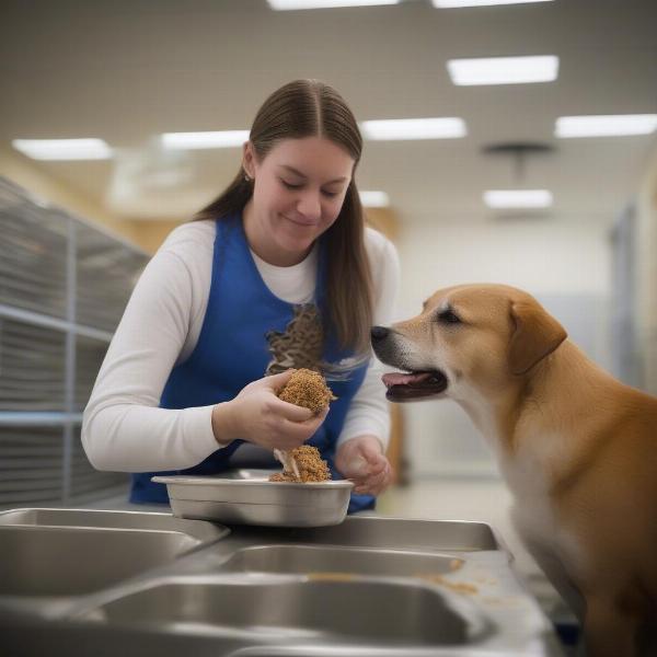 Staff feeding dogs at a Greenville, NC dog boarding facility