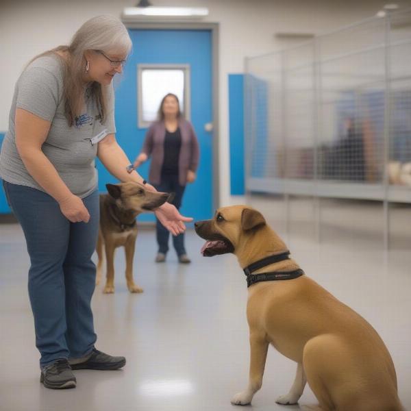 Dog adoption process in Thunder Bay