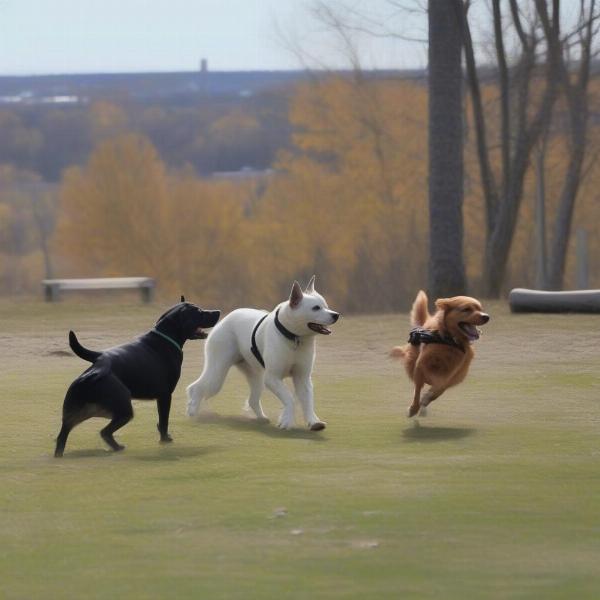 Dogs running and playing at Bruce Pit off-leash dog park in Ottawa