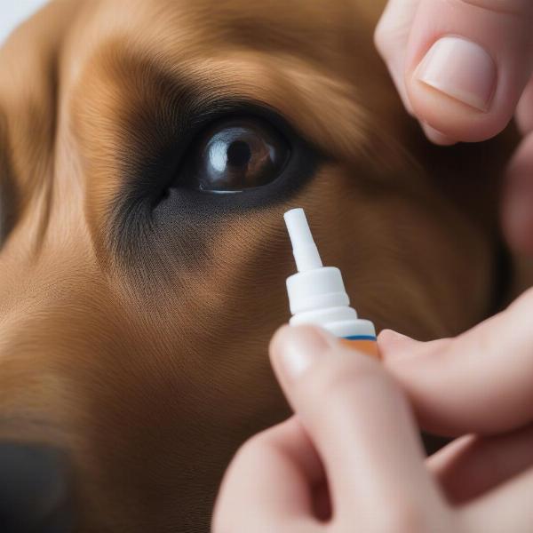 Applying OptiXCare Eye Lube to a Dog