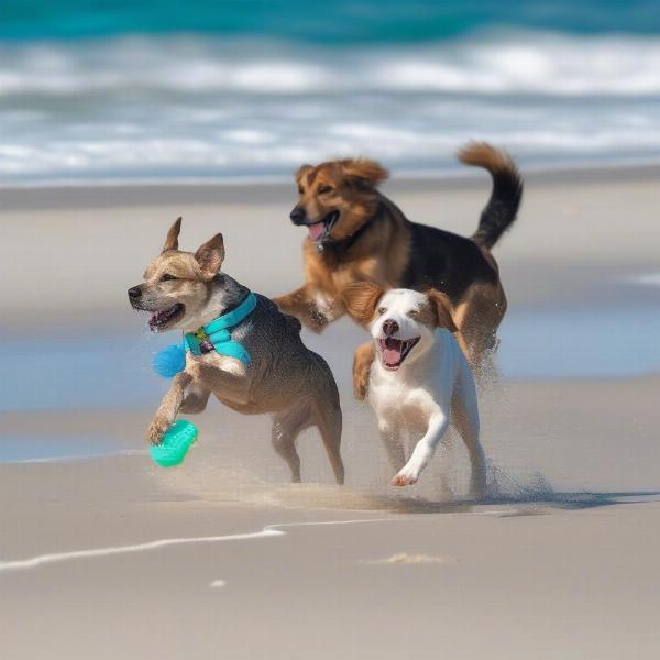 Pier Park Dog Beach Panama City: Dogs Playing on the Beach