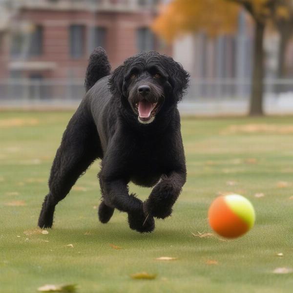 Portuguese Water Dog Lab Mix playing fetch