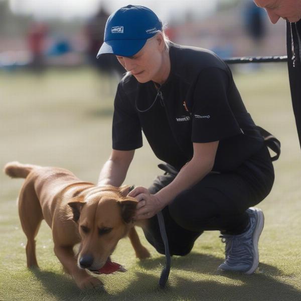 Post-Race Dog Care