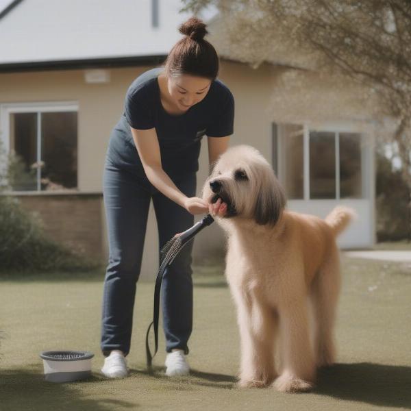 Preparing Your Dog for a Mobile Wash in Ipswich