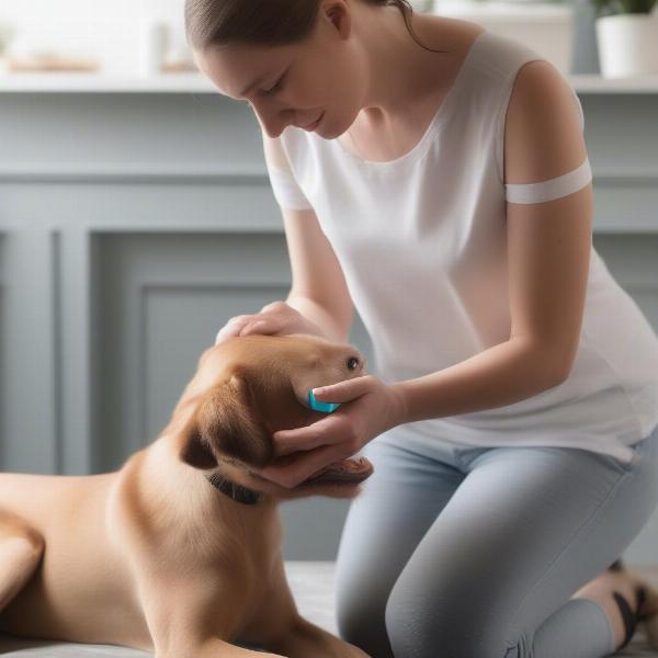 Applying Profender to a Dog