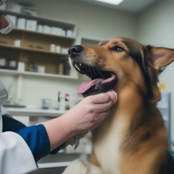 Rabies Vaccine Administration by a Veterinarian