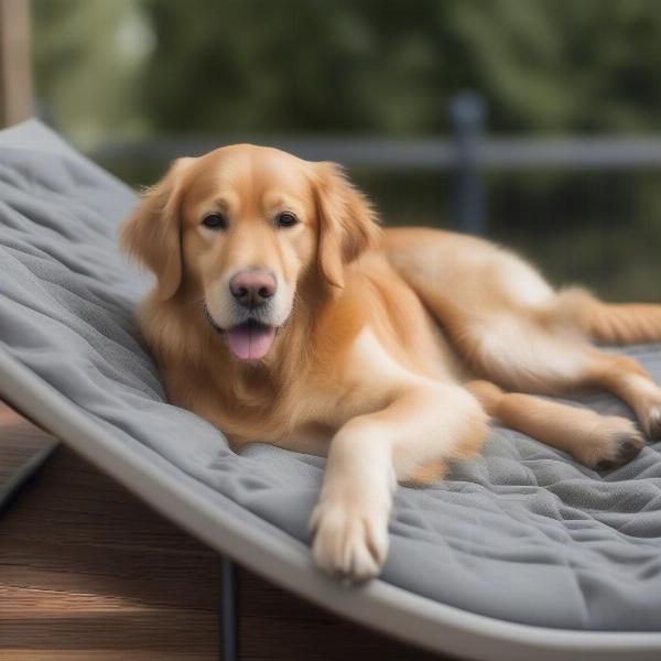 Raised dog bed for cooling