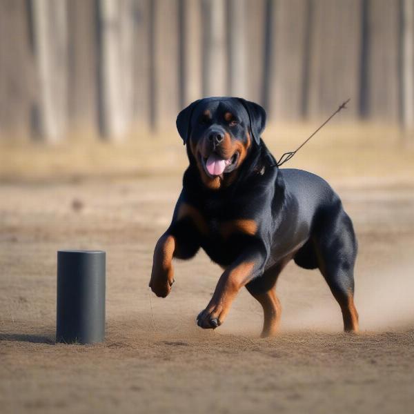 Rottweiler trained dog demonstrating protection work